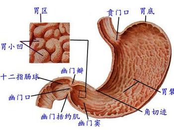 西医手术治疗胃癌