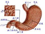 胃癌如何与其他疾病鉴别诊断