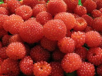 树莓可以防肝癌