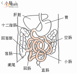 小肠肿瘤能手术手术治疗吗