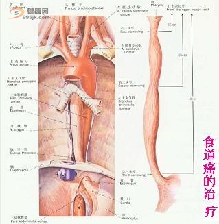 好的睡姿有助于食道癌的预防