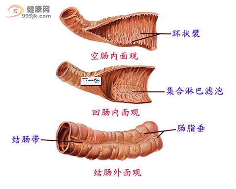 小肠癌的诊断方法