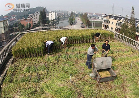 浙江农民厂房顶上种水稻