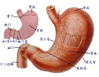 常见癌瘤有哪些早期信号?