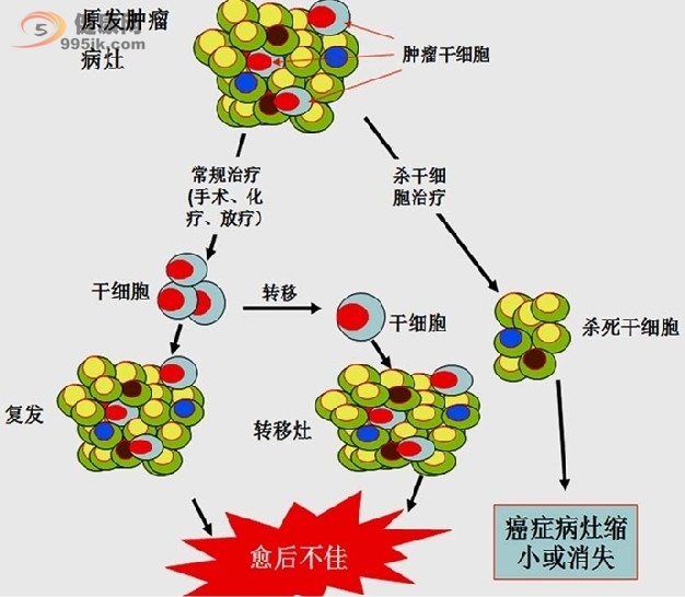 干细胞治疗究竟是医疗技术还是药物