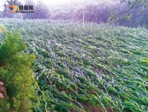 保定阜平天气 飓风横扫6个乡镇 所到之处一片狼藉