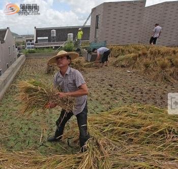 在房顶种水稻，大丰收了！