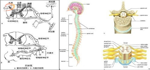 神经细胞活化疗法