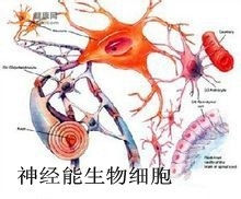 神经再造综合疗法3