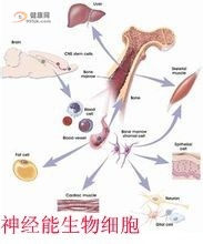 神经再造综合疗法4