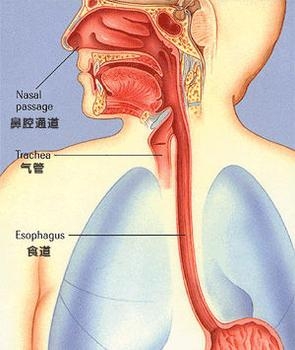 食道癌病因