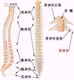 脊髓损伤护理你学会了吗?