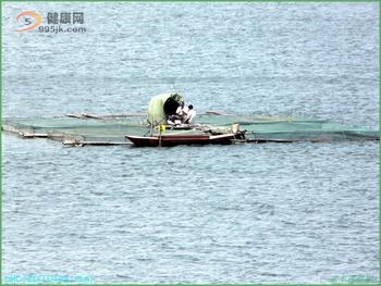 蟠龙湖现食人鱼