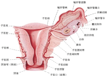 子宫癌症状