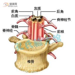 引起脊髓空洞症的因素主要有哪些？