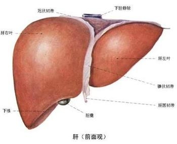 治疗肝癌最好的方法 看看抗癌英雄是怎么说的