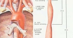 关于中医治疗食道癌的效果怎么样