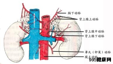 什么是肾上腺素?