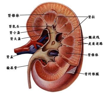 肾虚的症状有哪些