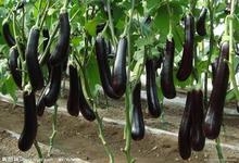 少白头从食疗方面怎么调理