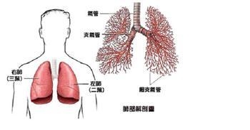 肺癌复发的具体症状表现是什么?