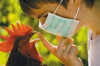 中国并非今年首个感染禽流感国家