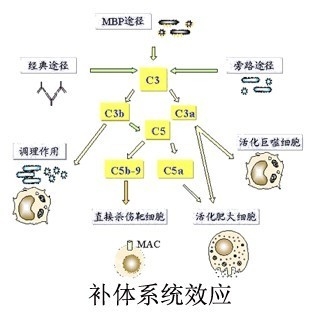 免疫阻断康肾疗法