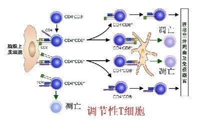 免疫逆转活肾疗法