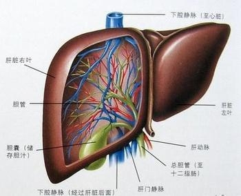 肝硬化腹水患者饮食注意哪些