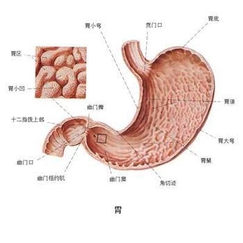 食管贲门失弛缓症