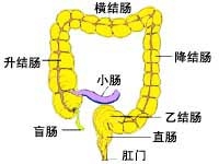 直肠癌术后一般存活率为多少年?