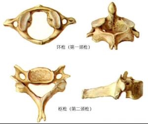 颈椎压迫神经与蛇盘疮的区别