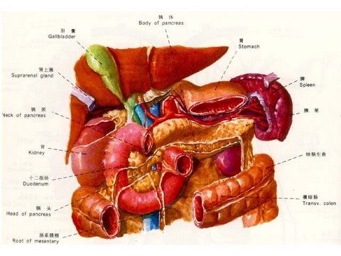 十二指肠癌的存活率