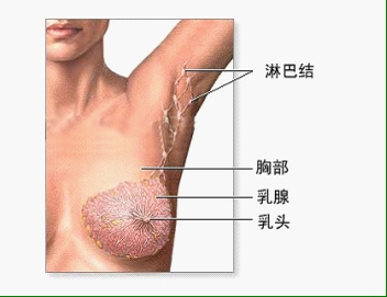 月经与乳腺癌有关系吗