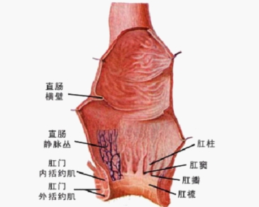 直肠癌转移到胰腺