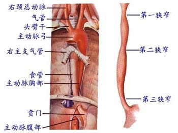 贲门癌术后护理