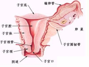 子宫癌能活多久严重吗