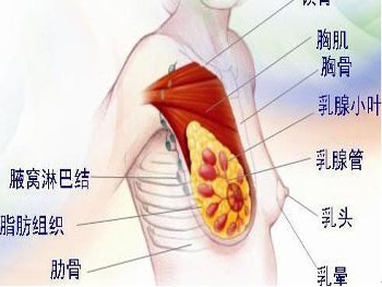 中早期乳腺癌治愈后还能活多久