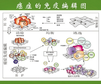 激活自体免疫细胞疗法治疗肿瘤林场分析