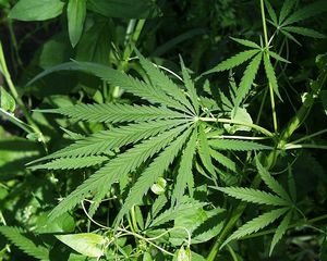癫痫病的治疗有什么样的偏方