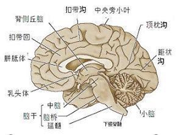 脑肿瘤能治好吗