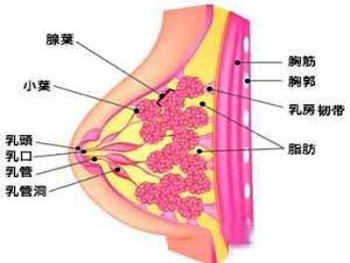 早期乳腺癌的治愈率有多大