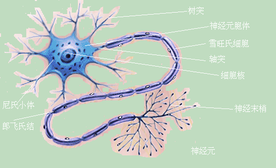 脊髓空洞症是由什么原因引起的