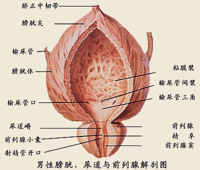 直肠癌是由什么原因引起的