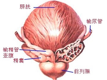 膀胱癌常见的方法有哪些