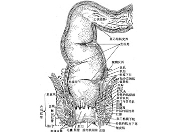 直肠癌的高危人群