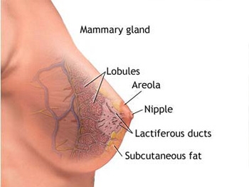 乳腺癌早期还能活多久