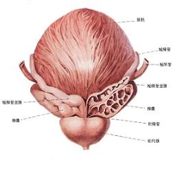 膀胱癌分级  