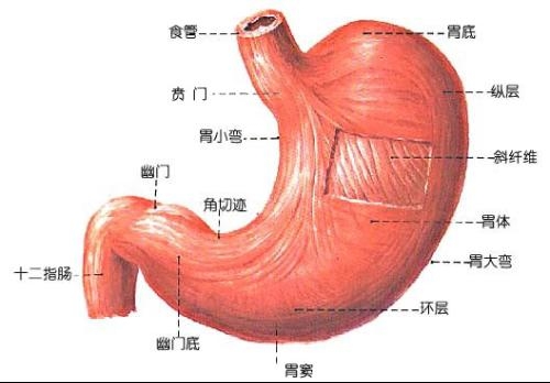 胃癌概述