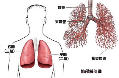 肺癌概述